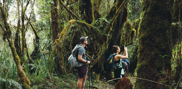 Randonnée d’une journée au Kilimandjaro (Route Marangu)