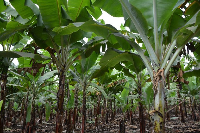 Visite des plantations de bananes à Mto wa Mbu