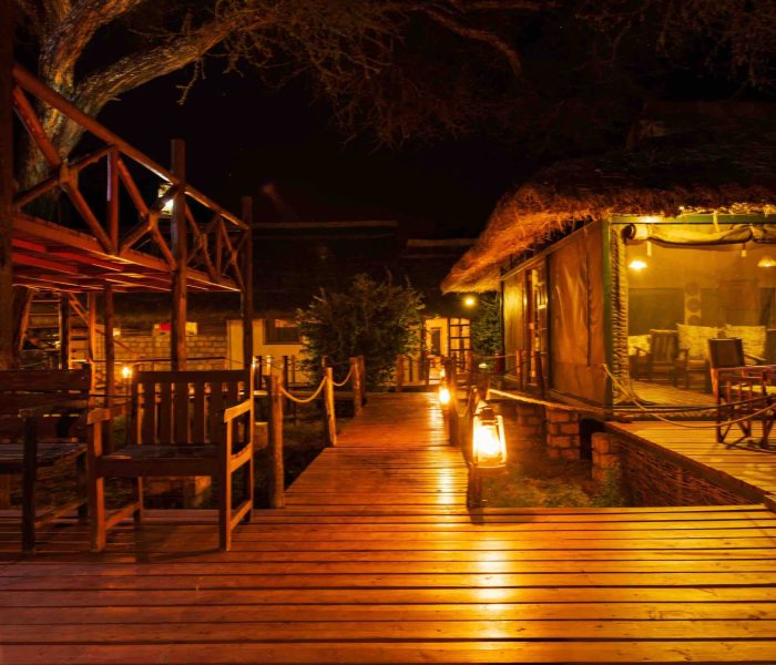 tarangire simba7